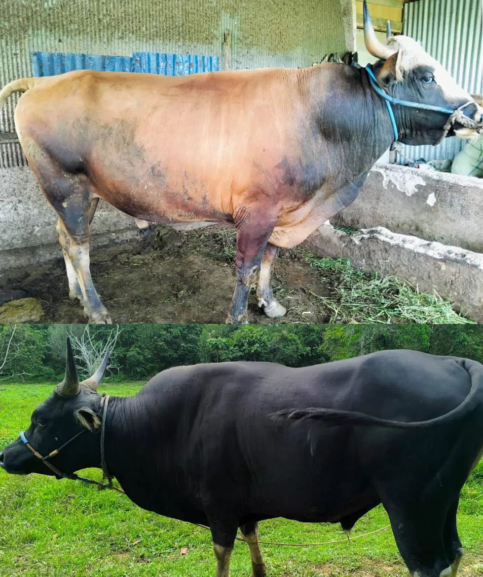 Bantuan Sapi Kurban Prabowo, Dua Sapi Besar untuk Nunukan Timur